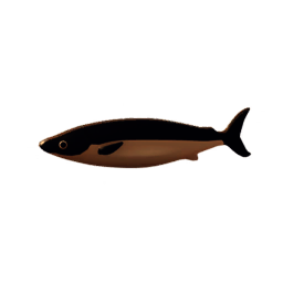 Brown Sardine