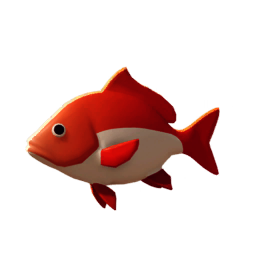 Redfin Snapper